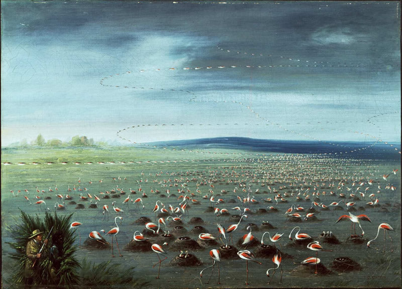 Ambush for Flamingoes