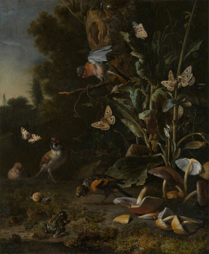 Birds, Butterflies and a Frog among Plants and Fungi