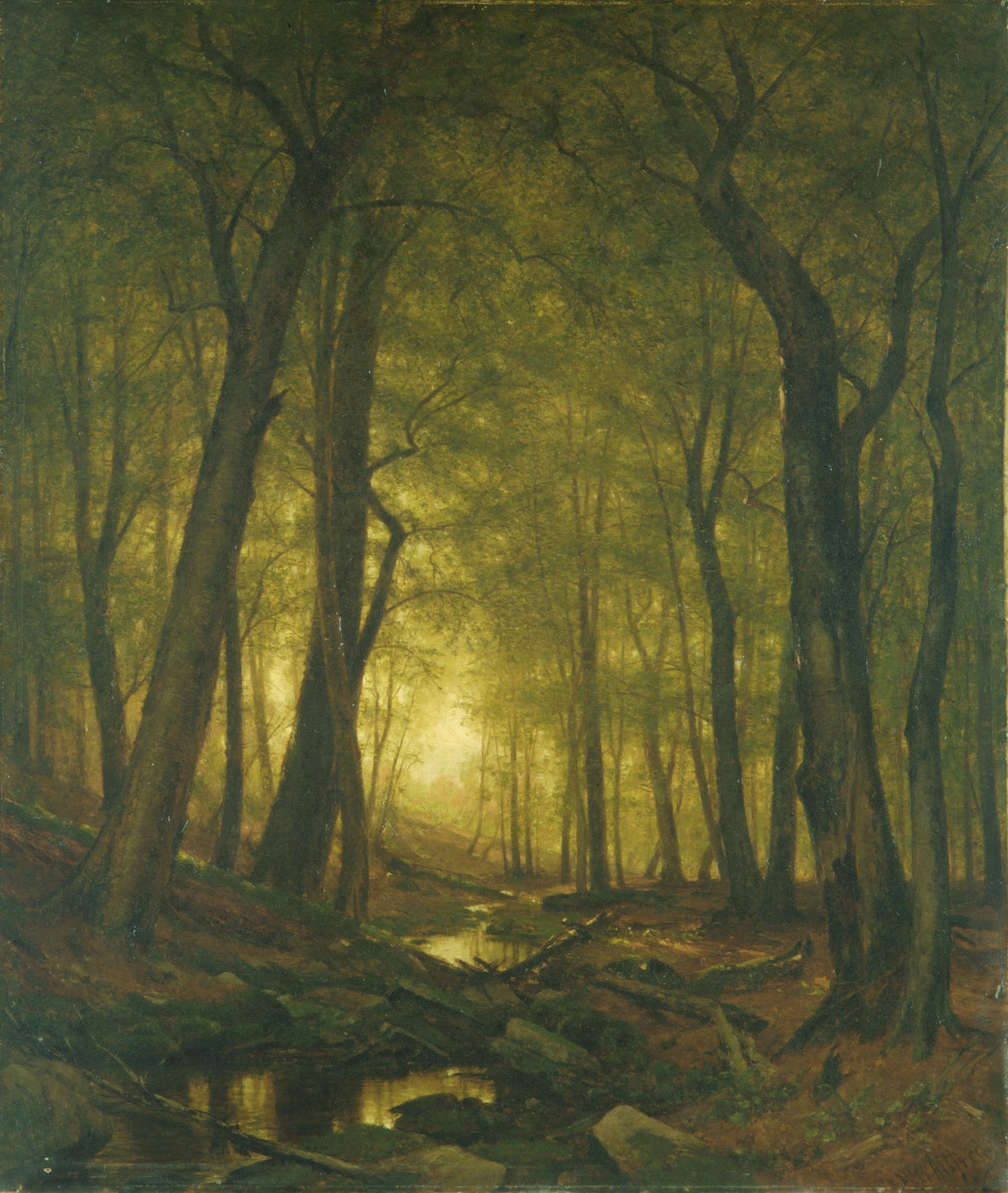 Evening in the Woods