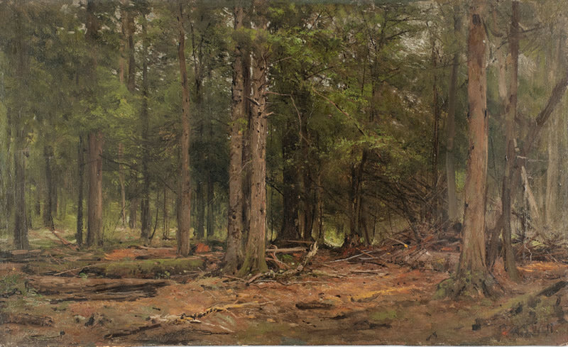 Forest Interior