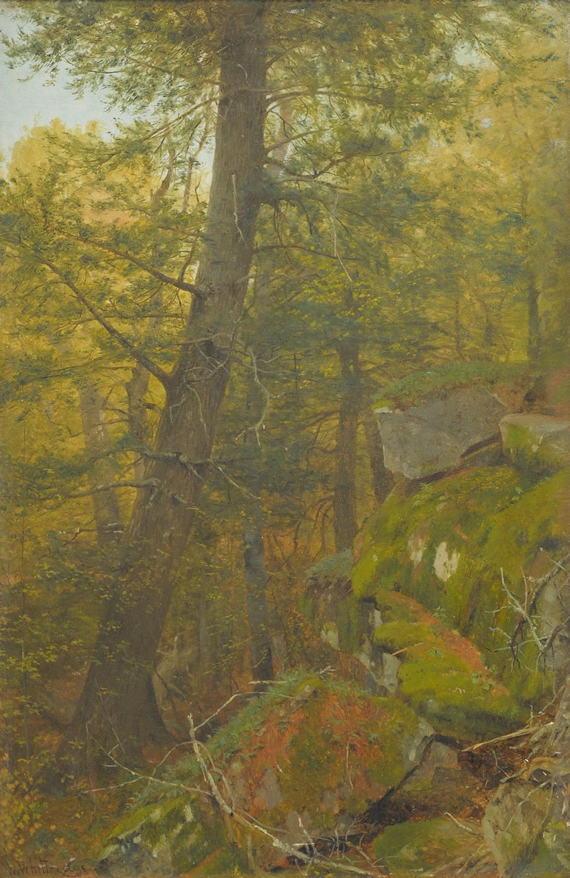 Forest Rocks and Tree