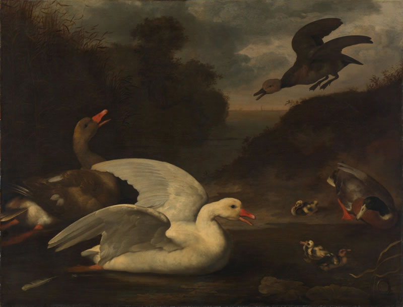 Geese and Ducks