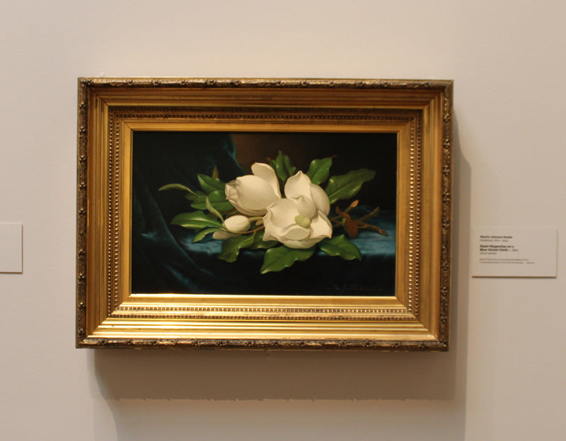 Giant Magnolias on a Blue Velvet Cloth
