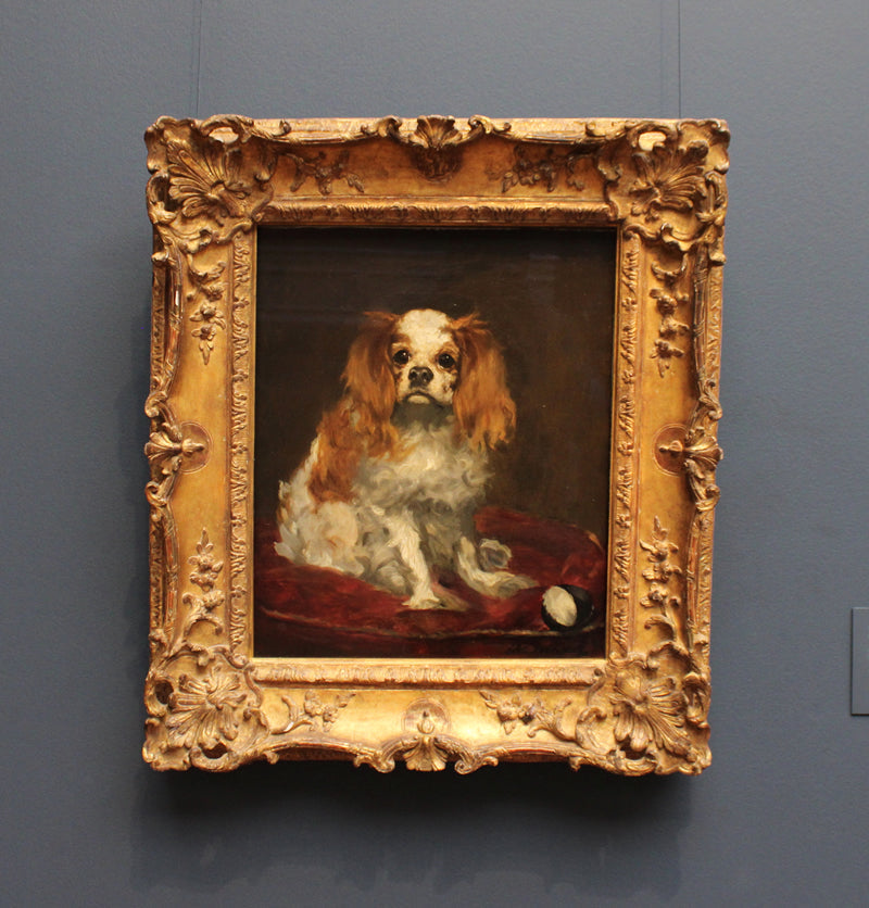 A King Charles Spaniel