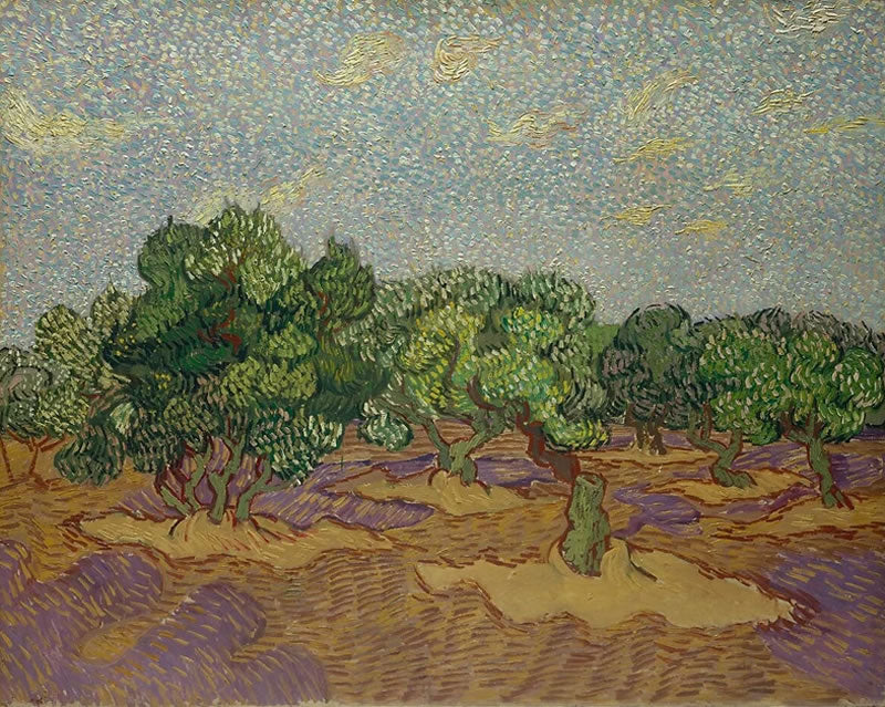 Olive Trees