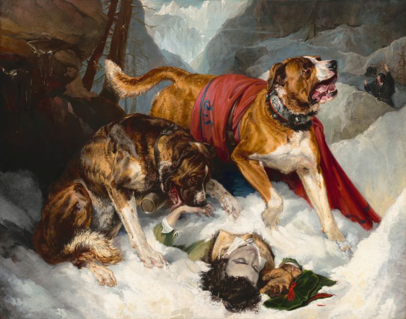 Two dogs in a snowy landscape with a person lying on the ground.