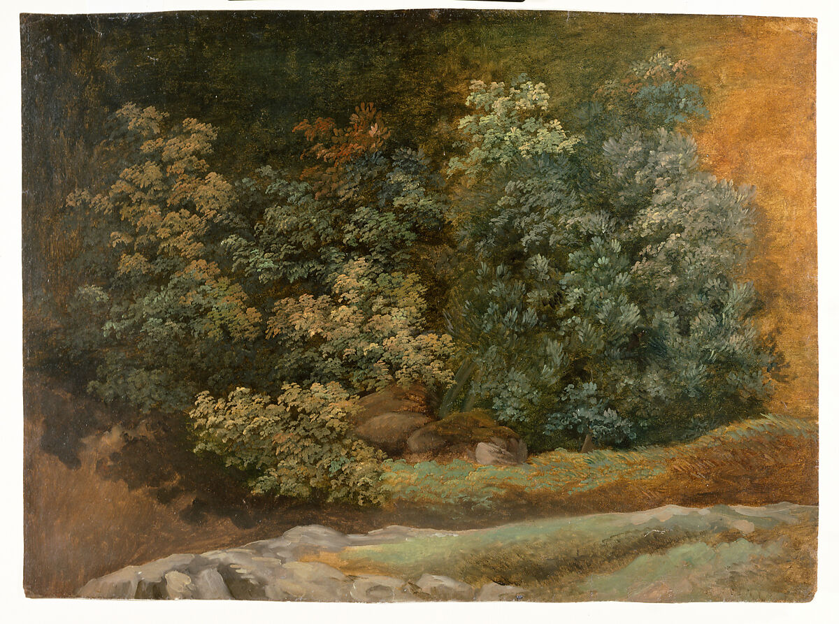 Study of Trees and Bushes