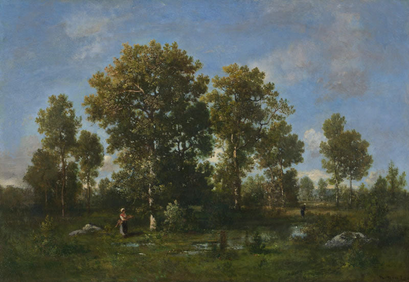 Sunny Days in the Forest