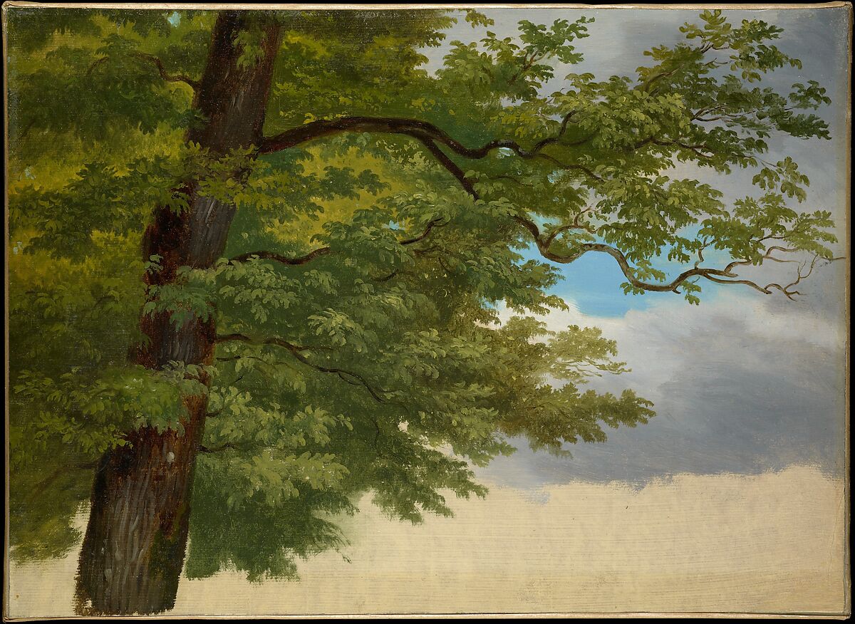 Tree Foliage