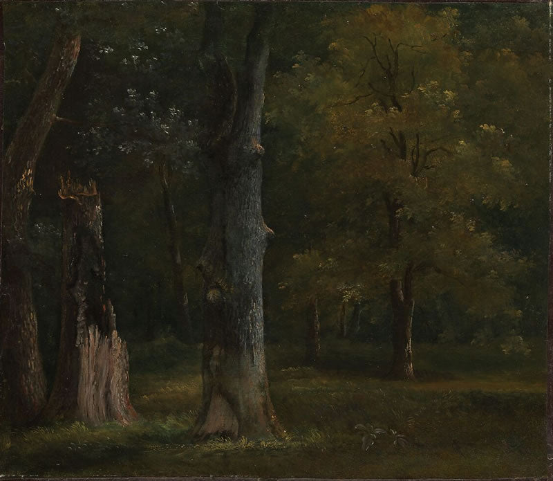 Trees in the Bois de Boulogne, Paris