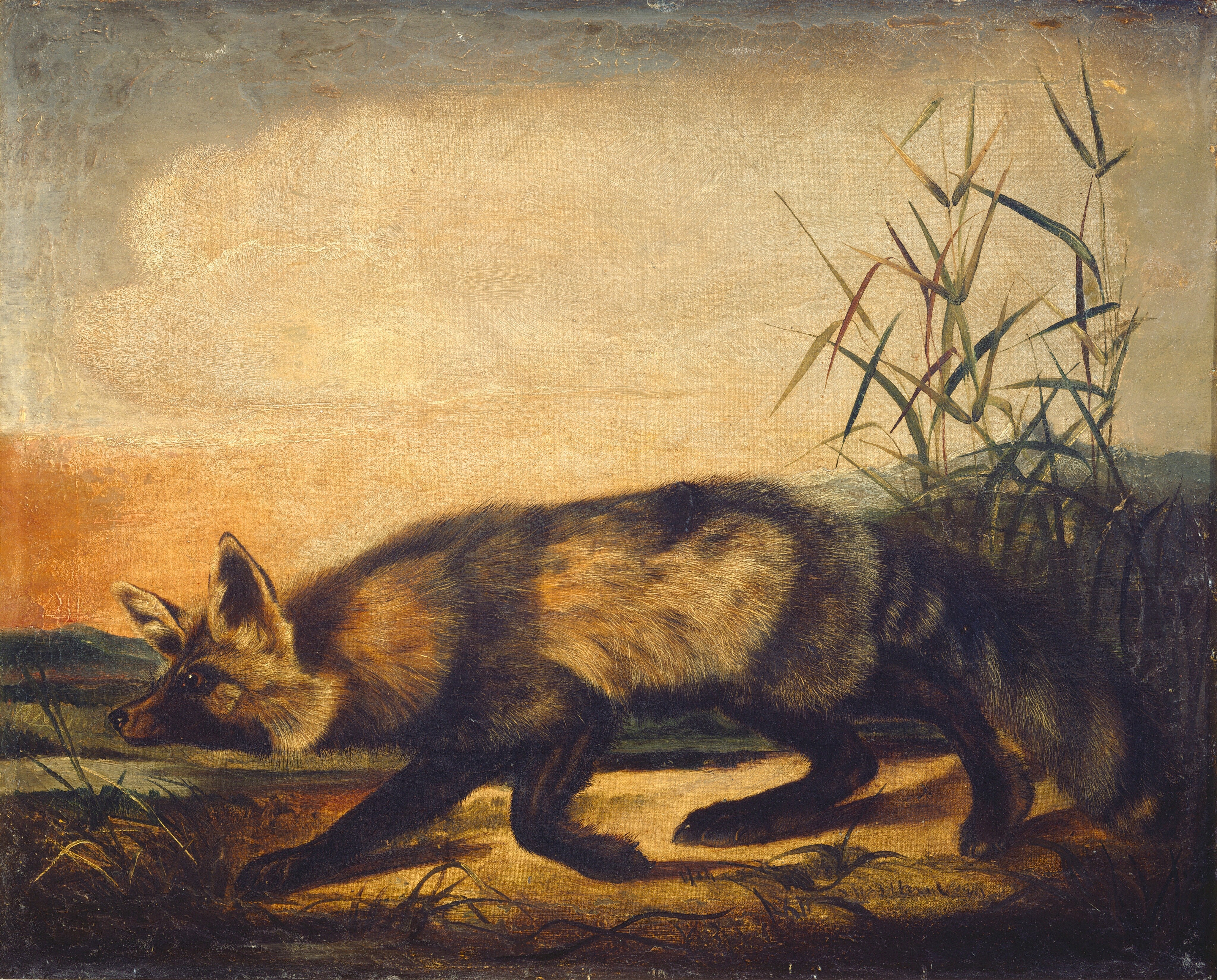 Long-Tailed Red Fox